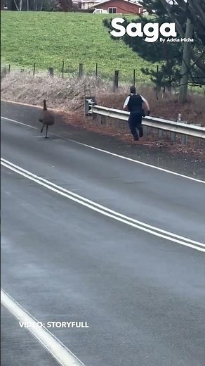 ¡INSÓLITA PERSECUCIÓN! Policía corre detrás de un EMÚ en plena carretera