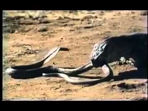Komodo Dragon VS Spitting Cobra