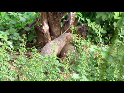 The small indian mongoose (Herpestes javanicus)
