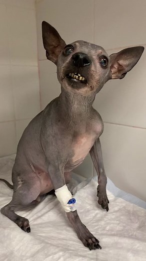 Sphynx Dog Post-Treatment Recovery in Clinic