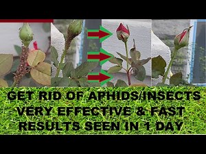 Easily Get Rid of Rose Plant Aphids or Insects