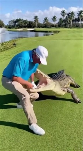 The crocodile wanted to grab the club to play golf too😂😂😂