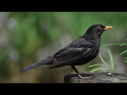 Common Blackbird Call, Bird Song, Bird Sound Bird Nature Call Calling Chirps, Birds Vocalization