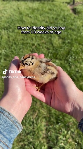 Remember to check to see if your chicks are feather sexable! Other things you can look for that are rooster traits are larger combs and wattles that are bright red, thicker legs, deeper voices, and more colors in the feathers! #farm #fyp #pnw #chicken #chickensoftiktok
