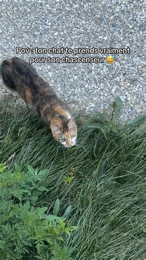 Pov : mon chat me prend pour son chascenseur - vidéo drôle