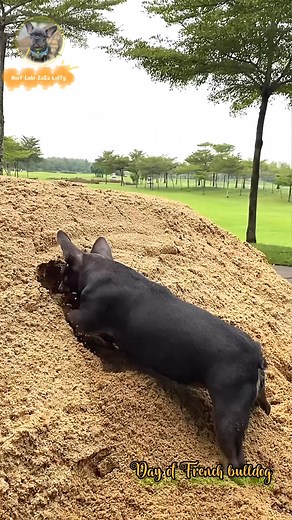 48K views · 804 reactions | this my pig digging time | Nurf | Facebook
