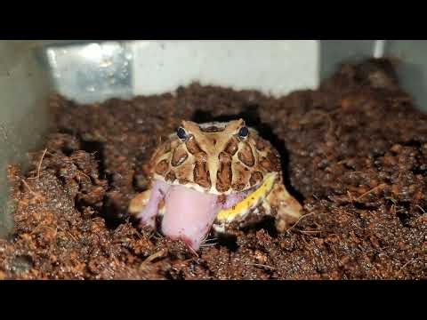 Warning | Coffee Pacman Frog vs Rat | Live Feeding