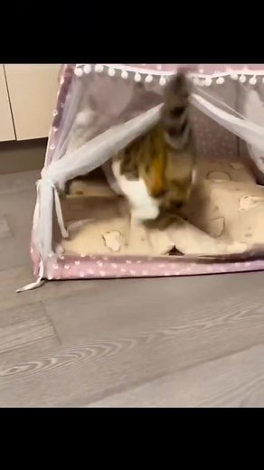 Funny cats #cute | Sleepy Cats