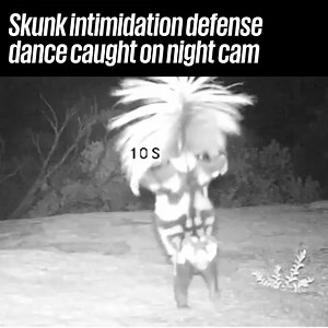 470K views · 7.2K reactions | Who knew skunks had moves like this  | UNILAD | Facebook