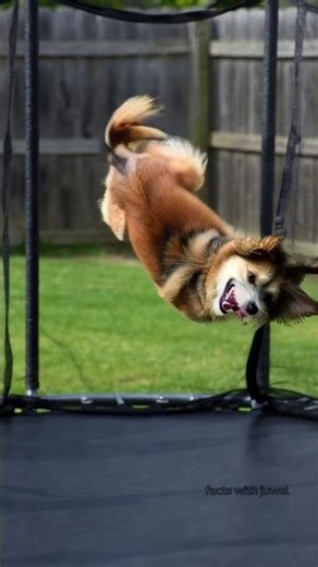 Adorable Dog Attempts Flip Off of Trampoline! 😂🐶#dog #cute #animals #shorts