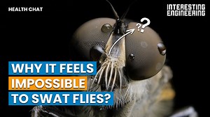 You always feel like you are going to swat a fly, but just as you move your arm they avoid it like a pro. Let’s find out how flies maneuver our swatting attempts. | Interesting Engineering