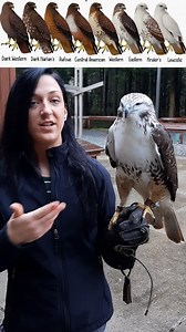 50K views · 2.3K reactions | Did you know not all Red-tailed Hawks...
