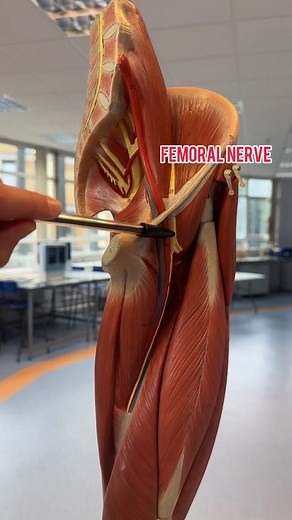 Physio Noteses ❤️ on Instagram: "🔶 main nerves of the lower limb🔶 Femoral Nerve: It's one of the major nerves in the lower limb. It originates from the lumbar plexus and innervates muscles of the anterior thigh and skin over the anterior and medial thigh. Sciatic Nerve: This is the largest nerve in the body. It's formed by the fusion of several nerve roots from the lumbar and sacral plexuses. The sciatic nerve innervates the posterior thigh muscles and all the muscles below the k