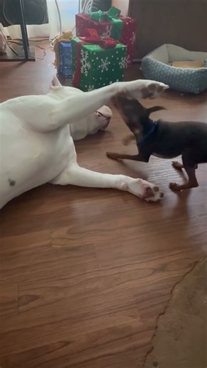 Please enjoy this 20 seconds of Miniature Doberman vs big scary Pitbull