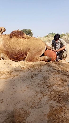 يقوم زوج وعروسه بإزالة جلد الخروف عن جمل لإنقاذه من المعاناة.