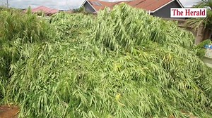 Church caretaker in soup for growing 700 marijuana plants | The Herald-Zimbabwe