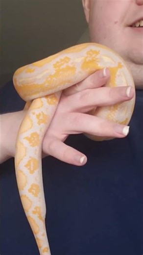 Lavender Albino Reticulated Python update