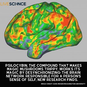 3.3K views · 76 reactions | Psilocybin, the active ingredient in magic mushrooms, reduces the synchronicity within a brain network responsible for reflection and the sense of self. Read more  https://trib.al/Bo1e3TJ | LiveScience | Facebook