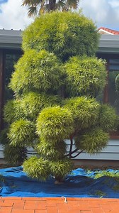 5.2K views · 104 reactions | Cloud prune yuh #cloudpruning #topiary #satisfying | wood_lawn_and_gardens | Facebook