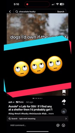 Understanding Husky Colors and Breeding: A Guide