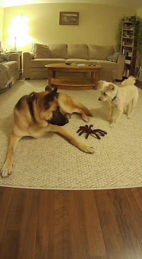 3.1K views · 25 reactions | Dog gets scared by a toy spider  This dog was minding his business… until a toy spider came to life  He jumped like it was the real thing! These reactions will never get old. More clips coming soon! #dog #dogvideos #funnydog #dogreacts #pets #funnyreels #fbreels #viralreels #petsarefamily #dogmom #dogdad | Bust a Gut Comedy | Facebook