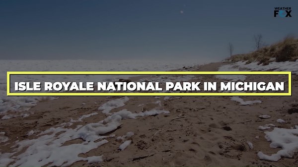 Where to Watch Grey Wolves in the Wild – Top Picks!