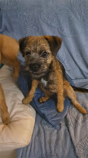 7.6K views · 218 reactions | Talking vet care handling, how do we get...