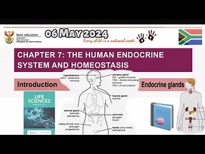Endocrine System And Homeostasis | Introduction and Glands | Full Class | 06/05/2024 | #grade12