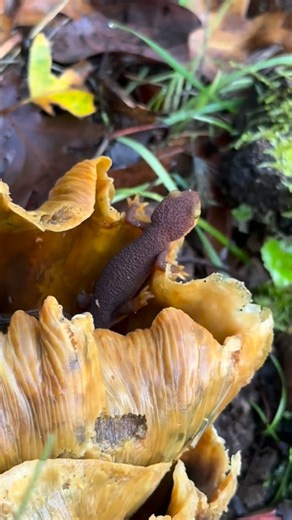 Marin County Parks on Instagram: "🍄 Step into a tiny magical forest! With their brown backs and orange bellies, newts are perfectly camouflaged among autumn leaves and mushrooms. They’re not the fastest movers on land, so keep an eye on where you step! And if you’re curious which species you’re seeing: California newts have that signature “orange eyeshadow,” while rough-skinned newts don’t. Fab! 📷: Maitenance Equipment Operator, Michael L."