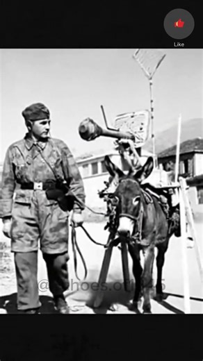 Real WWII Footage: Soldier & The Donkey Tank 🤯
