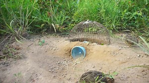 Amazing Unique Bird Trap Using PVC Pipe With Plastic & Pen - Easy Quail Bird Trap Technology | Animal Traps | Facebook