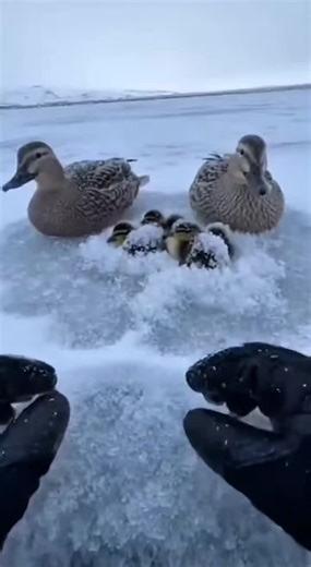 Arctic Duck Rescue: Saving a Frozen Peking Duck