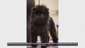 Affenpinscher: Pros and Cons of This Lively Dog Breed