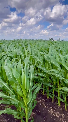 Maizales en Illinois después de la lluvia