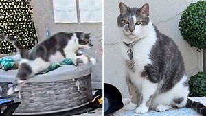 Oscar, an adorable rescue cat, has the longest jump for a feline with his eight-feet leaps