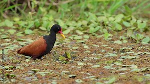Beautiful Colorful Wild South America Wattled jacana Bird in Natural Habitat Wetland Swamp,Tropical Animal Foraging in Wildlife Surrounded by Floating pond vegetation