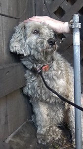 1.9M views · 121K reactions | Before Loreta and I adopted our own Paddington, we rescued another poodle mix we named Paddington: https://www.HopeForPaws.org 笠 Happy Thanksgiving from all of us here at Hope For Paws. 殺 Eldad | Hope For Paws | Facebook