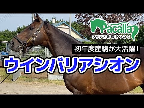 初年度産駒が大活躍！八戸セリ前にウインバリアシオンを取材！