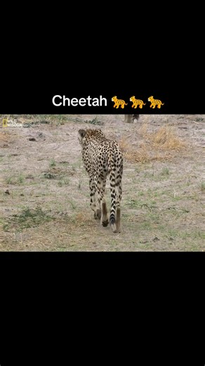 Cheetah 🐆🐆🐆 #animals #nature #wildlife #bigcats #survival