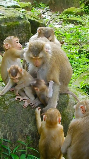 JACEE fall down Because her mother walk away | Monkey Royce