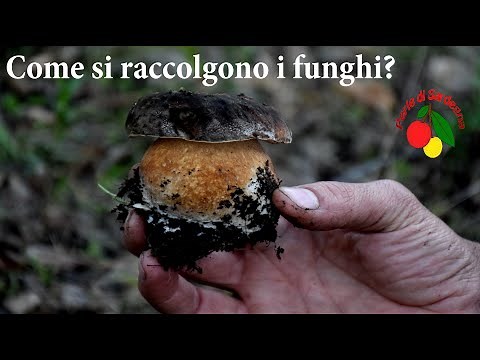 How to collect mushrooms correctly