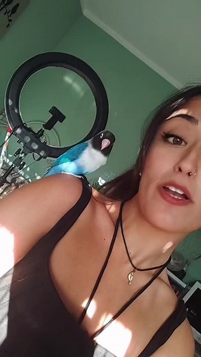 Lovebirds Interacting: Capturing Cute Moments