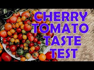 Tomato Taste Test Part 1 - Cherry Tomatoes - 8 Varieties for 2023. Any Showstoppers?