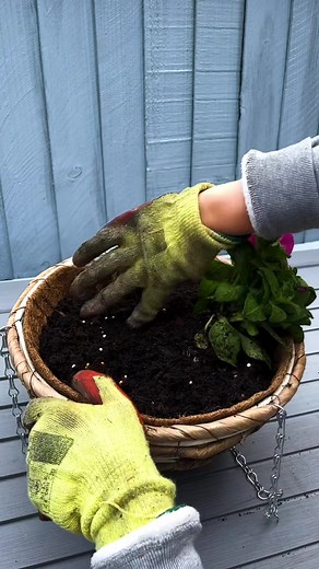 How to Plant Perfect Hanging Baskets for a Stunning Garden Display