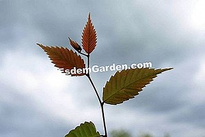 Zelkova De China, Falso Olmo Chino, Zelkova Sinica: Cultivar 🌿 Todo Sobre Jardinería Y Diseño De Jardines - 2025