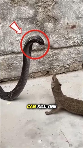 King Cobra vs Mongoose | Who's Win? #kingkobra #shorts