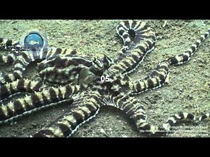 Mimic Octopus (Thaumoctopus mimicus) Underwater Stock Footage Video 3.mp4