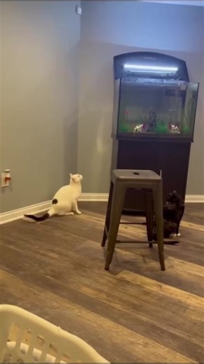 Hilarious Cats Compilation That Will Make You Laugh