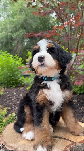 Bernedoodle pups: scientifically proven to make humans say ‘How dare you be this cute!’ : : : : : #bernedoodlepuppy #doodlelife #doodlepuppy #puppylove #puppycuteness #fluffypup #doglovers #puppyvibes #puppyvideo #cutepuppy #howdareyoubethiscute #bernedoodlesofinstagram #designerpuppy #doodledog #dogsofinstagram #dogsoftiktok #puppytok #dogtok #toocute #puppyoverload #daily pup #furryfriend #instadog #petreels #viralpuppy #dogcontent #puppiesofig #puppylife #dogmom | Rocky Road Doodles