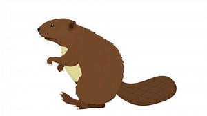 Beaver Animation Animals Beaver Alpha Channel Stock Footage Video (100% Royalty-free) 1105146481 | Shutterstock